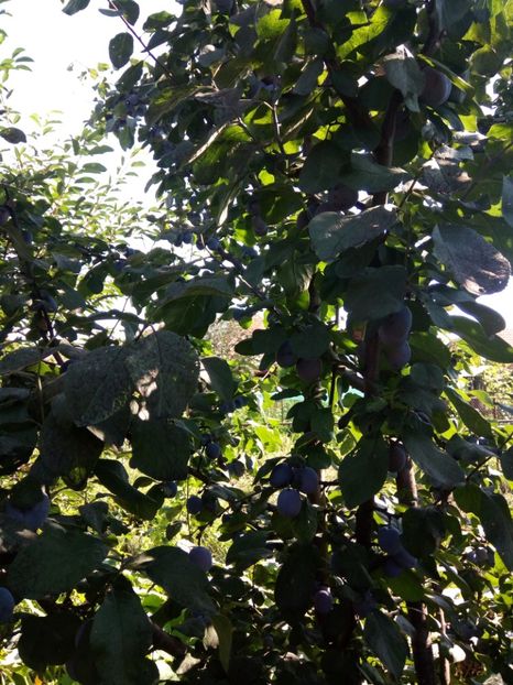  - Flori de PRIMAVARA-VARA -2018