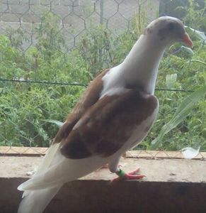 Pui 2018-910....-Izvoare - Porumbei vanduti