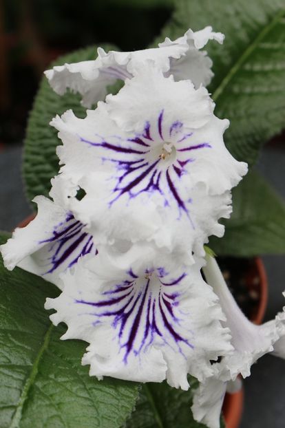 Guidelines - Guidelines