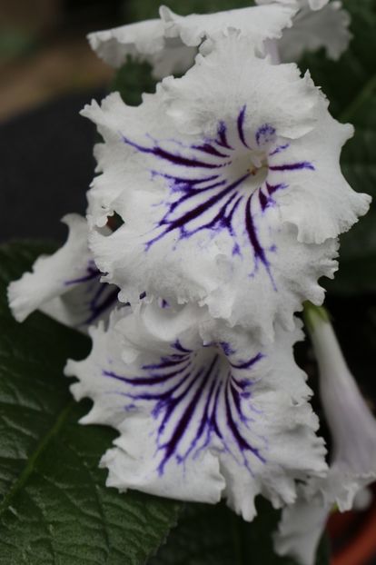 Guidelines - Guidelines