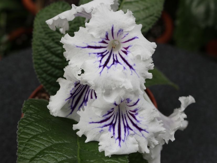 Guidelines - Guidelines