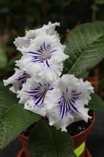 Guidelines - Guidelines