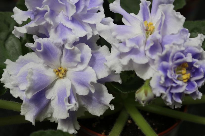 Goluboi Tuman - Goluboi Tuman