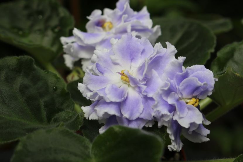 Goluboi Tuman - Goluboi Tuman