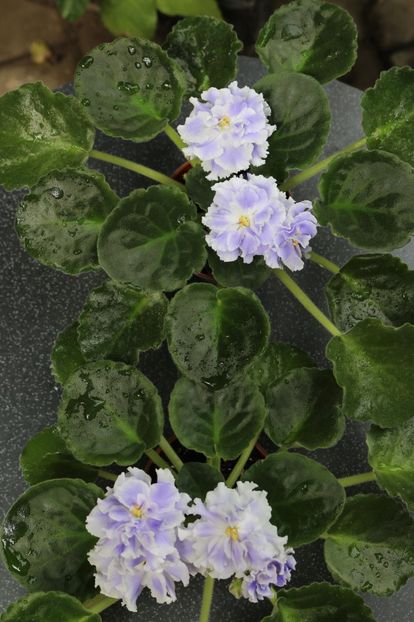 Goluboi Tuman - Goluboi Tuman