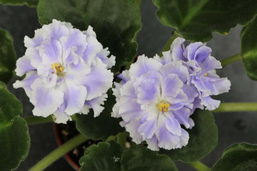 Goluboi Tuman - Goluboi Tuman