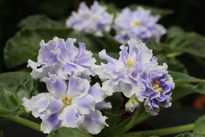 Goluboi Tuman - Goluboi Tuman