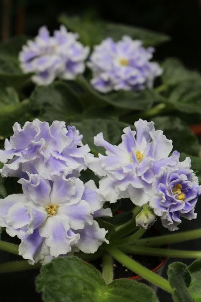 Goluboi Tuman - Goluboi Tuman