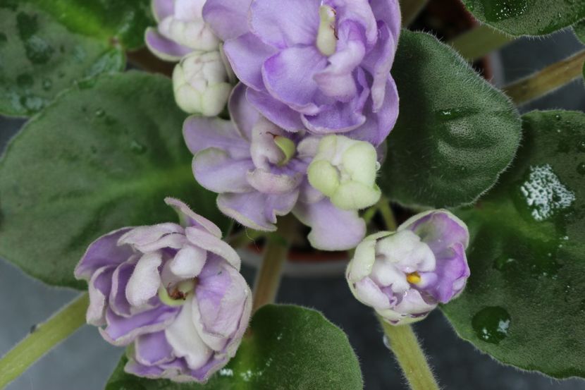 TV-Dikaya Sliva - TV - Dikaya Sliva