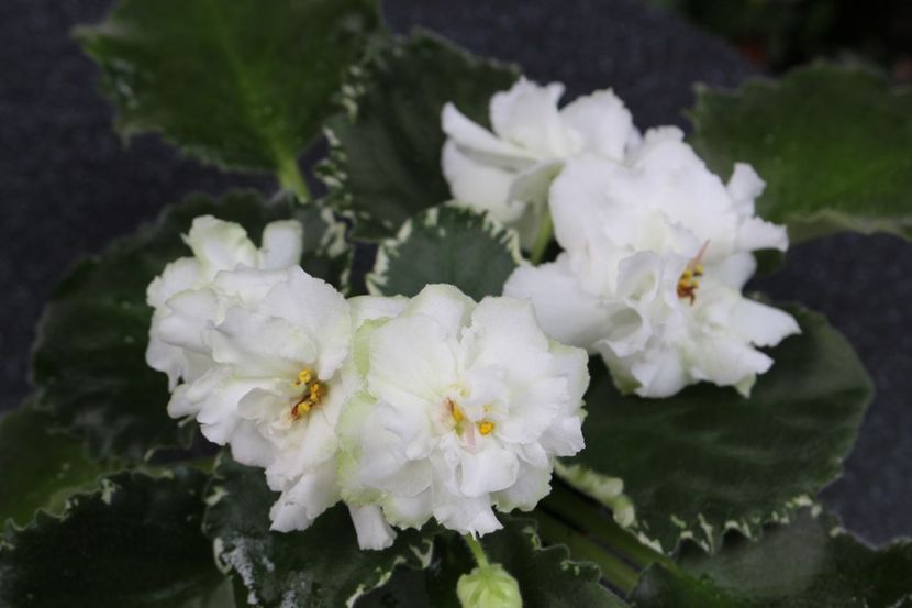 Cool Mint - Cool Mint