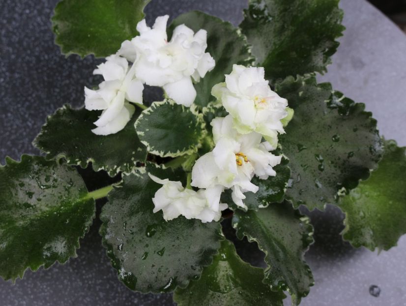 Cool Mint - Cool Mint