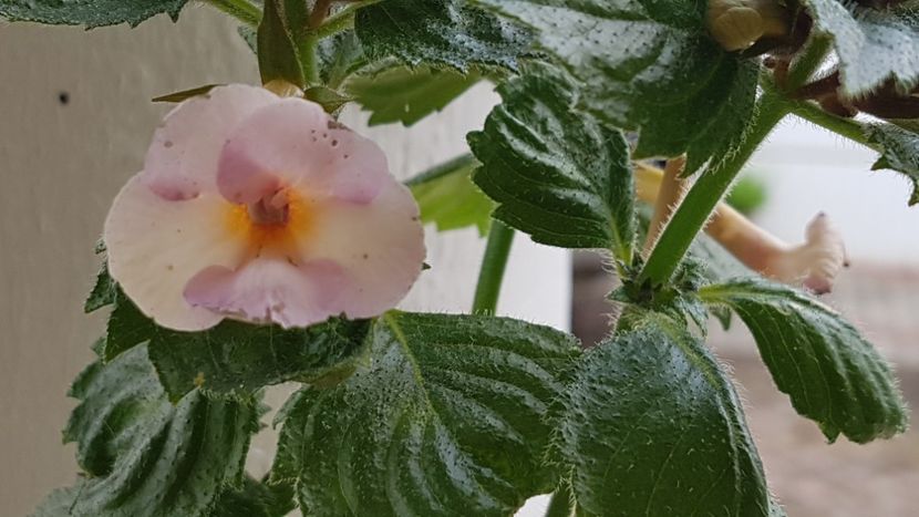 Blueberry Lemon S - Achimenes 2018