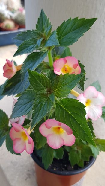 Ivory Blush - Achimenes 2018