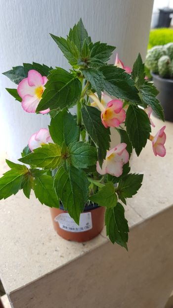 Ivory Blush - Achimenes 2018