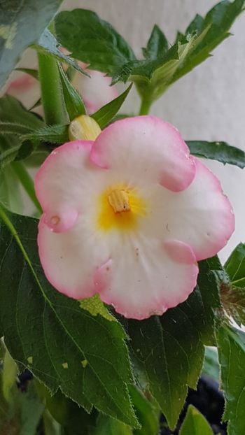 Ivory Blush - Achimenes 2018