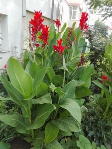  - flori de gradina