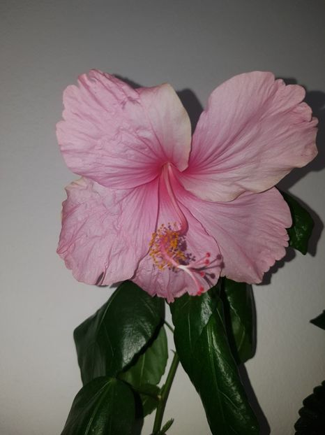  - HIBISCUS 2018