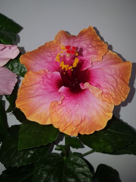  - HIBISCUS 2018