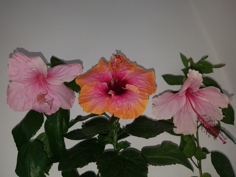  - HIBISCUS 2018