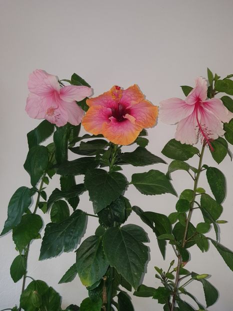 - HIBISCUS 2018