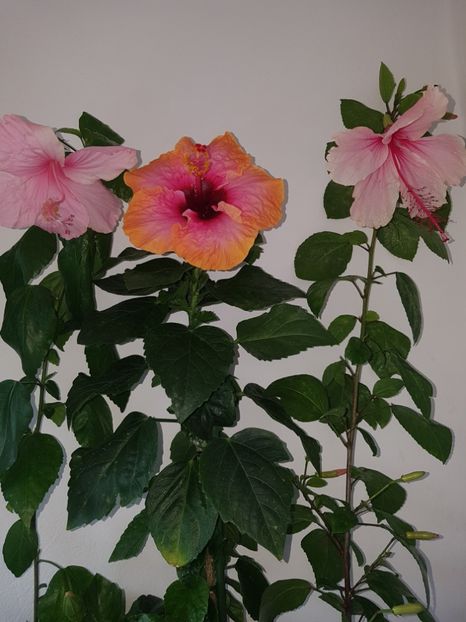  - HIBISCUS 2018