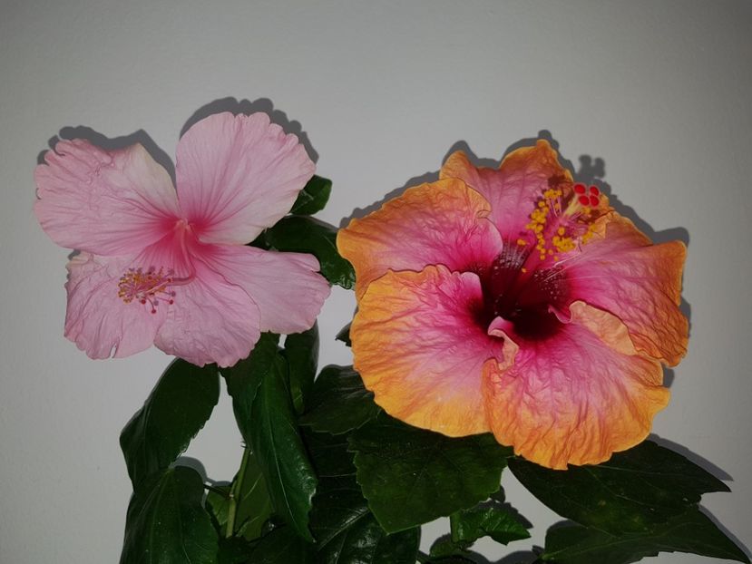  - HIBISCUS 2018