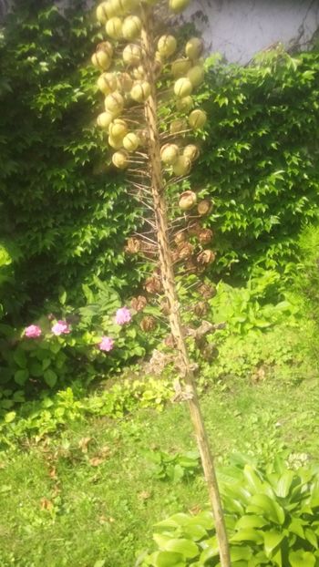  - Gradina 2018