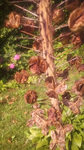 eremurus- seminte - Gradina 2018