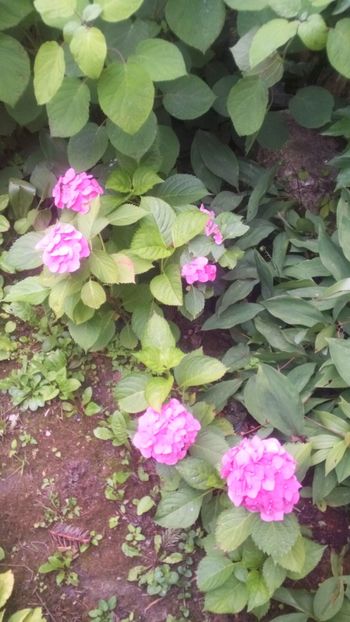  - Gradina 2018