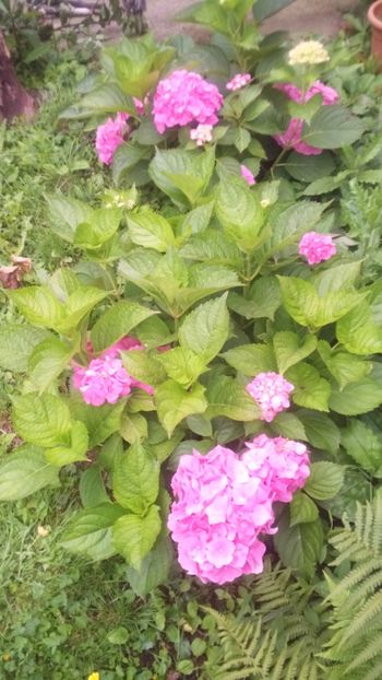  - Gradina 2018