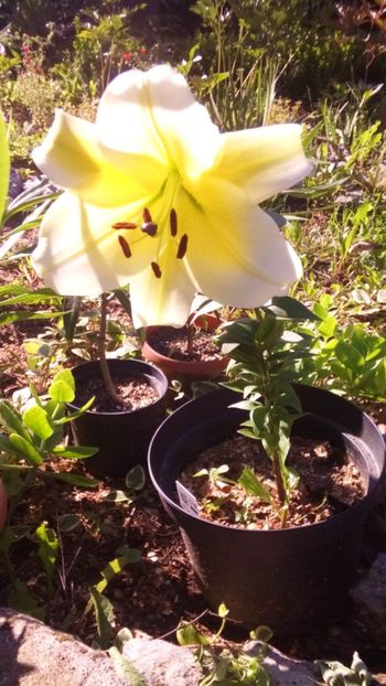  - Gradina 2018