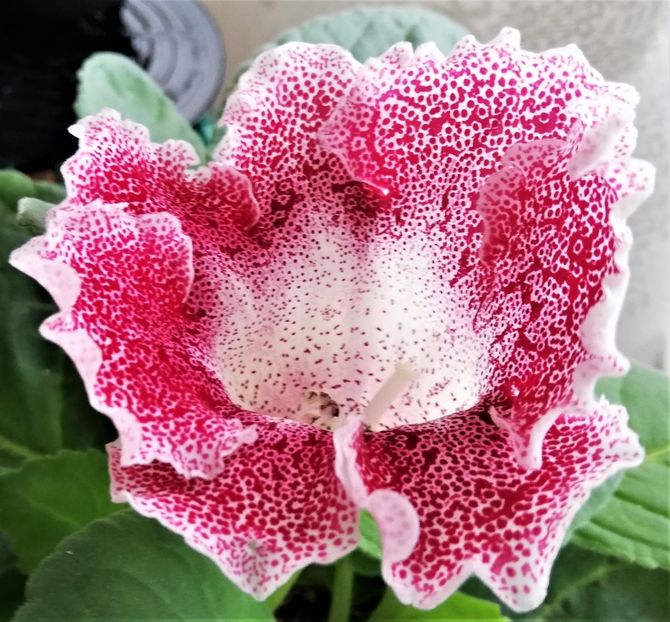  - Gloxinia