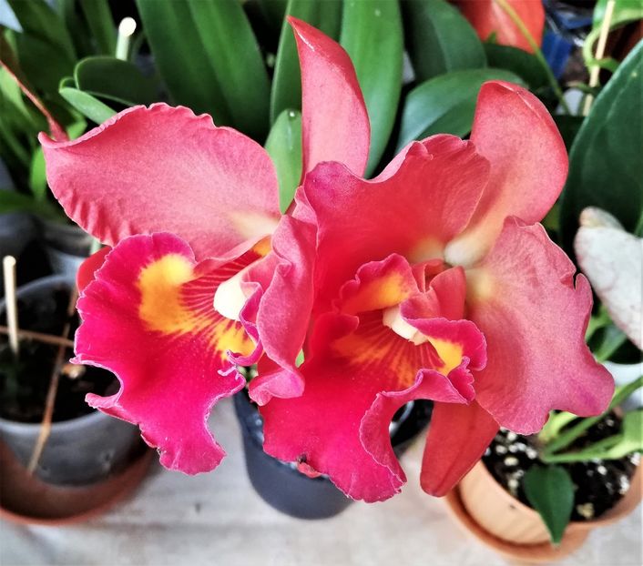  - Cattleya