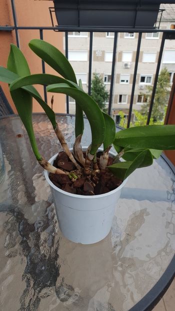 Cattleya 45 lei cu tot cu transport - Lichidare stoc orhidee