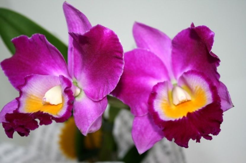 cattleya inflorita - Lichidare stoc orhidee