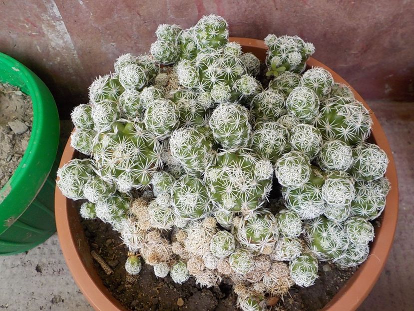  - mammillaria gracilis