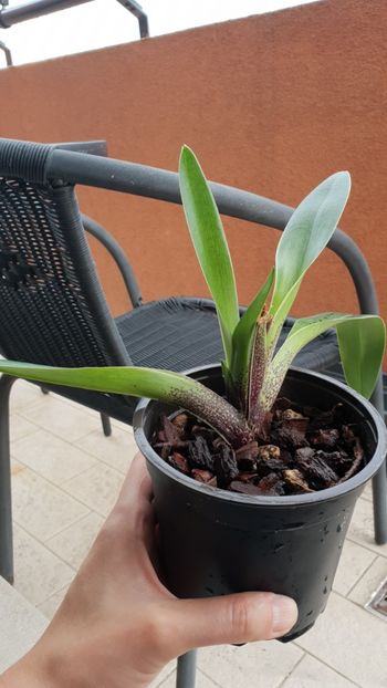 Paphiopedilum 45 lei cu tot cu transport - Lichidare stoc orhidee