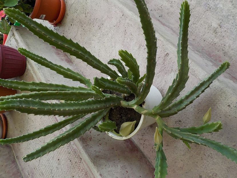  - Familia Apocynaceae