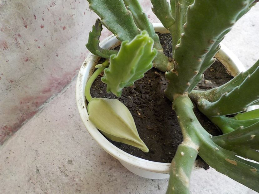 - Genul Stapeliade