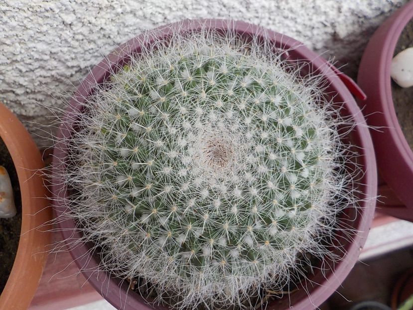  - mammillaria candida