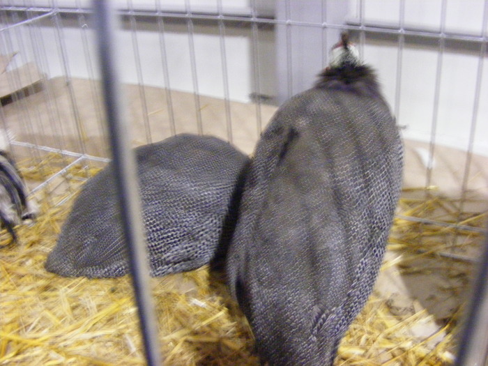 DSCF7617 - expozitzia de pasari galatzi 20-02-20010