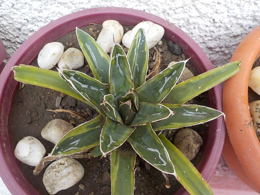 victoriae reginae marginata kazo bana - Genul Agave