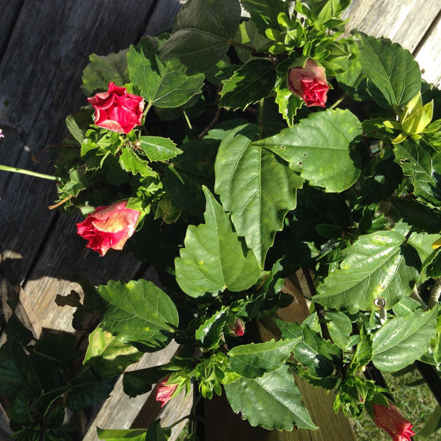  - 2018 Jurnalul gradinii