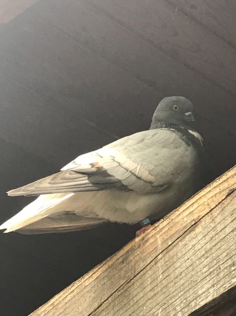 F50862B1-3BE3-4B7B-9223-BFCC440A1438 - Vargati cu dunga alba