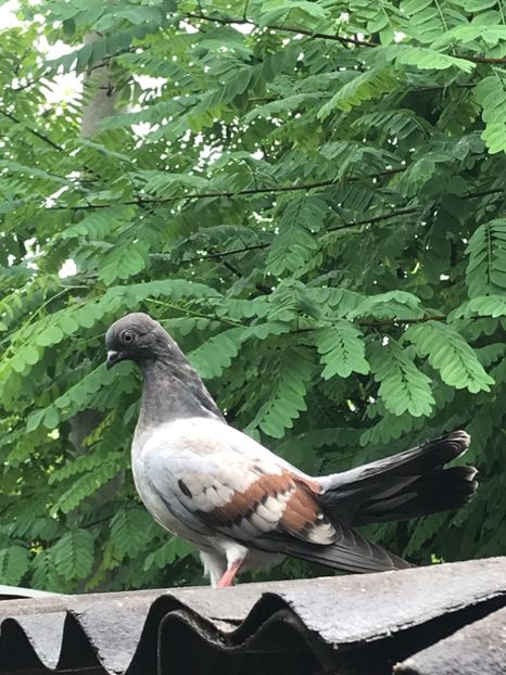 CABABBCB-279B-48E9-B252-617A88E6CDE5 - Panduri - nu ii mai dețin