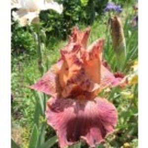 wide  brown land - IRISI ACHIZITIONATI IN 2018