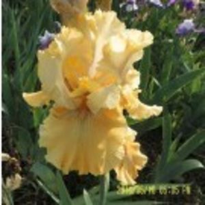 tuscan  villa - IRISI ACHIZITIONATI IN 2018