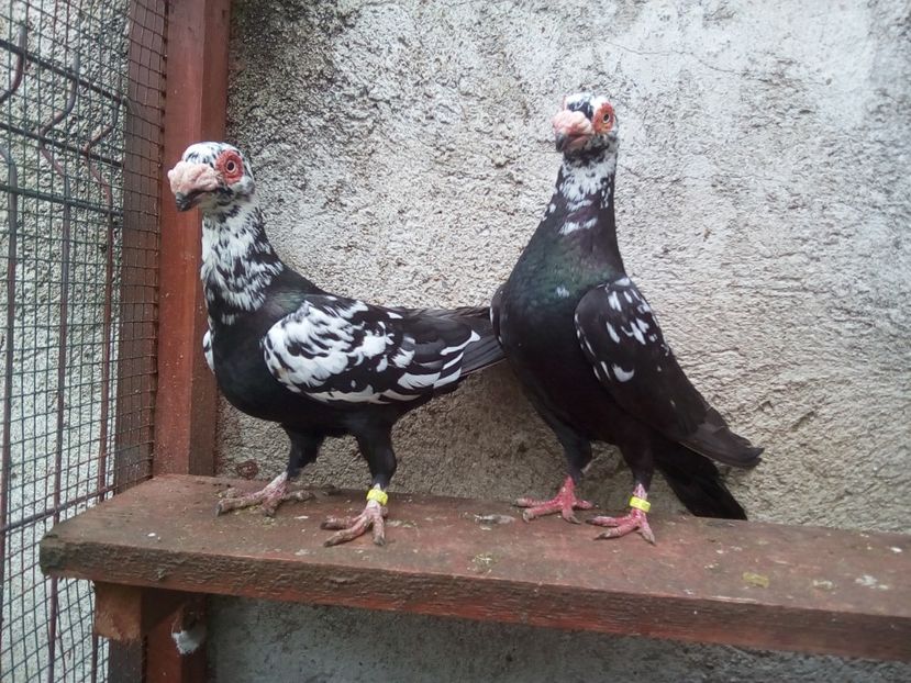 Perechea  18 - Carunculați 2018