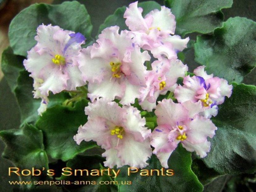 Rob s Smarty Pants poza net - ZZ Rob s Smarty Pants