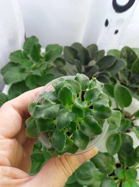 29 iulie - ZZ Rob s Smarty Pants